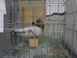 XIV Concurso Exposición de Palomas de Raza en Mula 2024